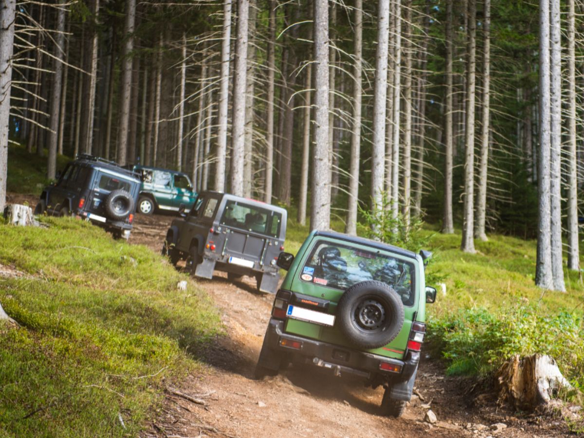 mehrere Autos fahren im Wald